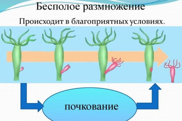 Кракен krakens13 at